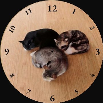 Gatos
